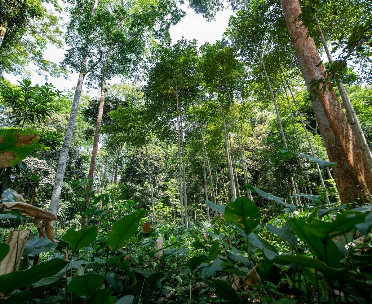 FSC en PEFC certificaten - Holbox FSC en PEFC certificaten - Holbox